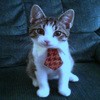 cat with tie on